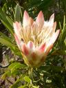 protea-sa-flower.jpg