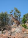 kengura-v-stromlo-park-u-trate.JPG